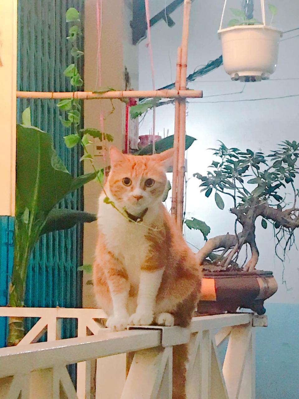 Qcub1 Homestay Ho Şi Min Dış mekan fotoğraf